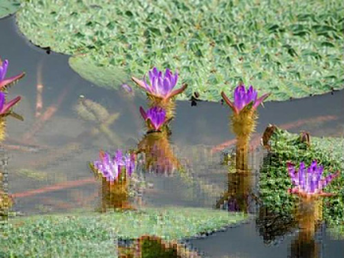 浮水植物芡实
